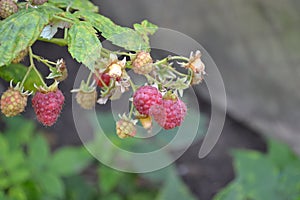 Rubus idaeus, shrub, a species of the Rubus genus of the family Rosaceae