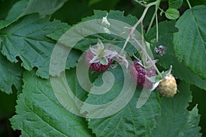 Rubus idaeus, shrub, a species of the Rubus genus of the family Rosaceae