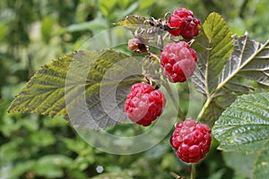 Rubus idaeus - Wild plant shot in the summer.