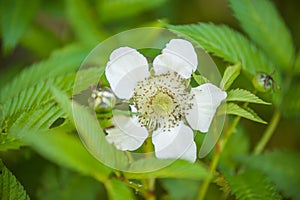 Rubus illecebrosus blooming