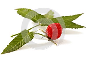 Rubus illecebrosus on white