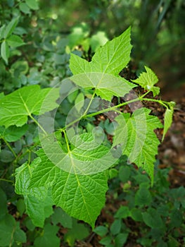 Rubus lambertianus Ser