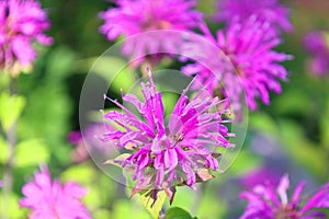 Rubus leucodermis, also called whitebark raspberry, blackcap raspberry
