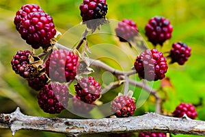 Rubus occidentails fruits with deciduous shrub