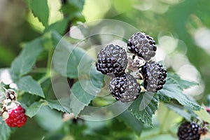 Rubus Occidentali Black Raspberry