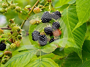 Rubus occidentalis