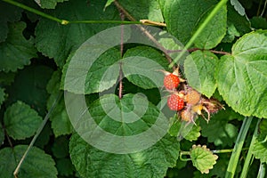 Rubus occidentalis, Black Raspberry
