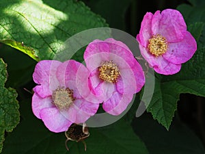 Rubus odoratus, purple-flowered raspberry