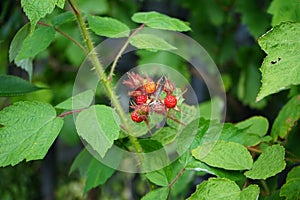 Rubus phoenicolasius  is extremely rich with sweet, tasty fruits with a raspberry aroma. Berlin, Germany