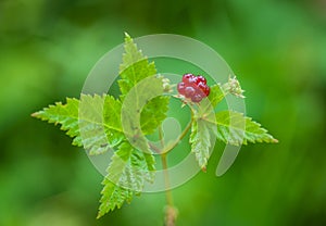 Rubus pubescens - Trailing Raspberry - Close-Up