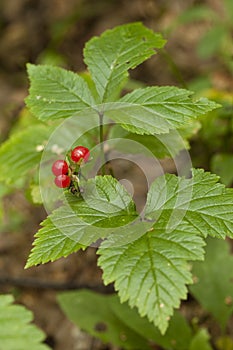 Rubus saxatilis
