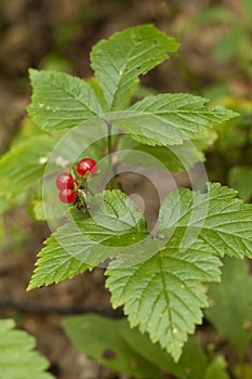 Rubus saxatilis photo