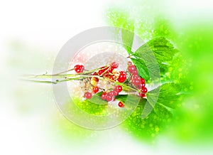 Rubus saxatilis. Bokeh, blur