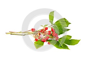 Rubus saxatilis