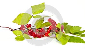 Rubus saxatilis or Stone Bramble