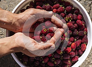 Rubus ulmifolius - Colombian blackberry in farmer`s hands photo
