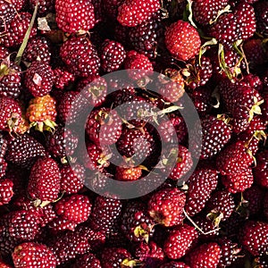 Rubus ulmifolius - Organic colombian blackberry tropical fruit on the market square photo