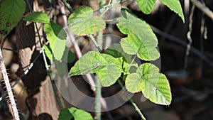 Rubus Ursinus Leaf - Santa Monica Mtns - 012423