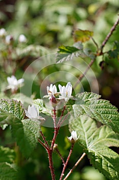 RUBUS URSINUS STAMINATE BLOOM - BALLONA FWM - 032221 A