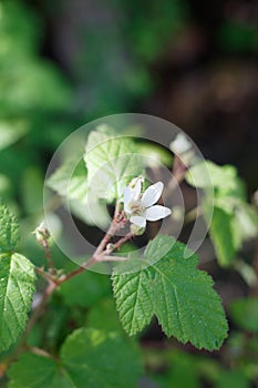 RUBUS URSINUS STAMINATE BLOOM - BALLONA FWM - 032221 B