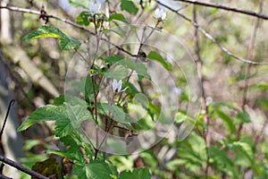 RUBUS URSINUS STAMINATE BLOOM - BALLONA FWM - 032221 C