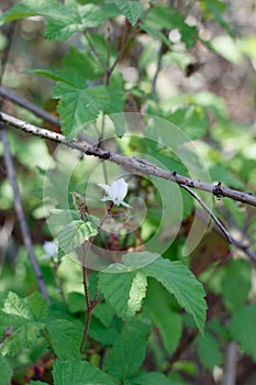 RUBUS URSINUS STAMINATE BLOOM - BALLONA FWM - 032221 D