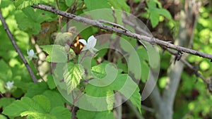 RUBUS URSINUS STAMINATE BLOOM - BALLONA FWM - 032221 V