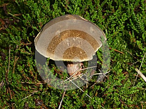 Ruby Bolete brown mushroom in the green moss