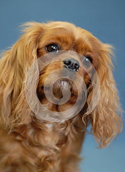 Ruby cavalier king charles spaniel