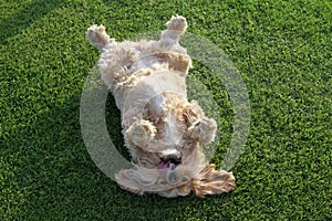 Ruby Cavalier King Charles Spaniel lying on back