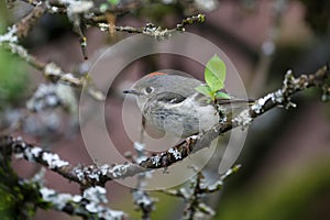 Ruby crowned kinglet