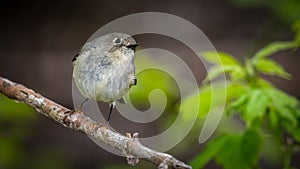 Ruby Crowned Kinglet