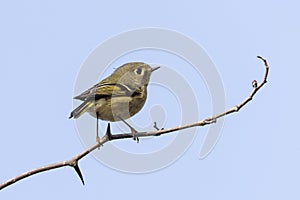 Ruby crowned kinglet