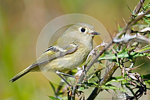 Ruby-crowned Kinglet