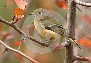 Ruby-crowned Kinglet