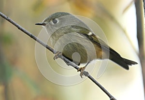 Ruby-crowned Kinglet