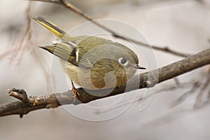 Ruby-crowned Kinglet