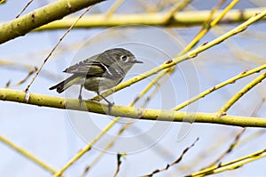 Ruby-Crowned Kinglet