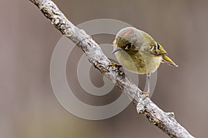 Ruby-Crowned Kinglet