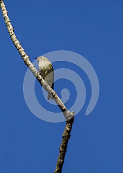 Ruby-Crowned Kinglet