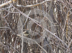 Ruby-crowned Kinglet Bird Flashing Color