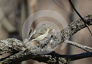 Ruby Crowned Kinglet bird gathering nesting material