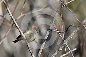 Ruby Crowned Kinglet bird perched in a bush