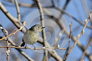 Ruby Crowned Kinglet bird perched in a twig