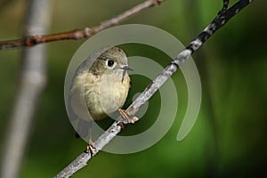 Ruby Crowned Kinglet bird perched in a twig