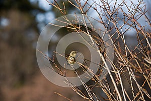 Ruby-crowned kinglet bird sits on a leafless bush. A small bird