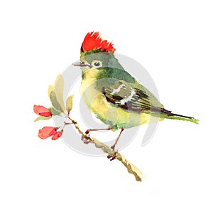 Ruby-crowned Kinglet Bird Watercolor Illustration Hand Painted isolated on white background