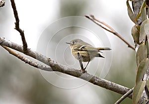 Ruby Crowned Kinglet bird in winter, Georgia USA