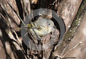 Ruby-crowned Kinglet, Corthylio calendula, bird