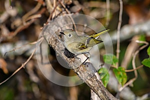 Ruby-crowned Kinglet, Corthylio calendula, Order: Passeriformes, Family: Regulidae